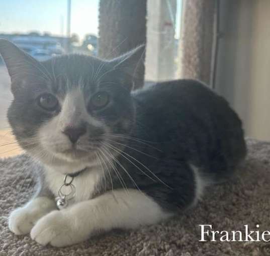 Photo of Frankie