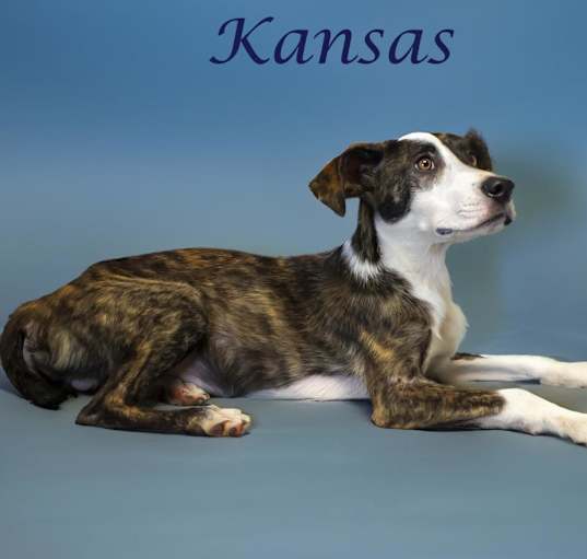 Photo of Kansas D24-113