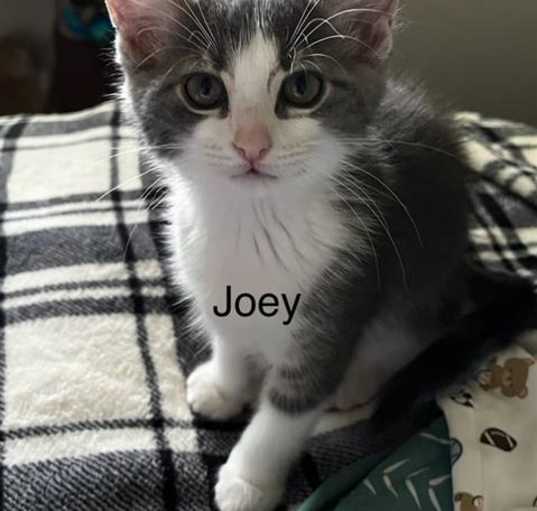 Photo of JOEY