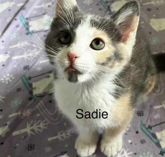 Photo of SADIE