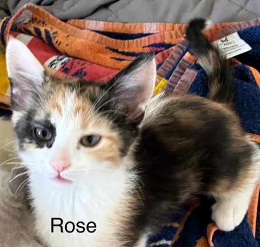 Photo of ROSE