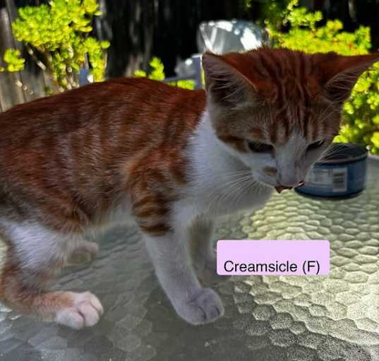 Photo of Creamscicle