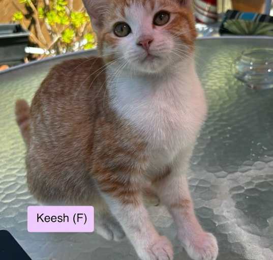 Photo of Keesh