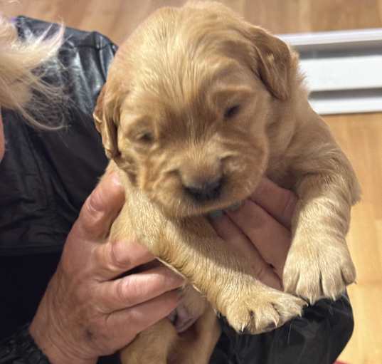 Photo of PUPPIES