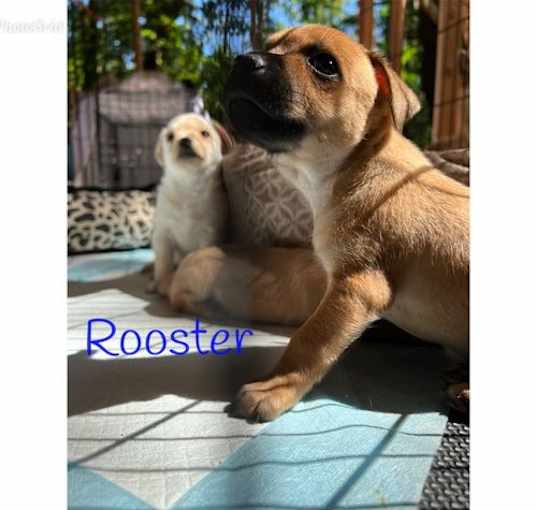 Photo of Rooster