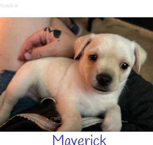 Photo of * Maverick - Adoption Pending