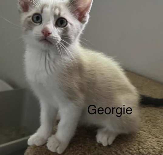 Photo of GEORGIE