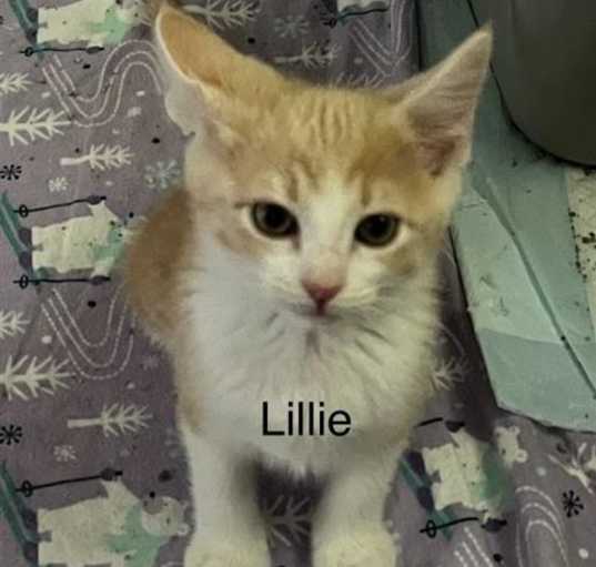 Photo of LILLIE