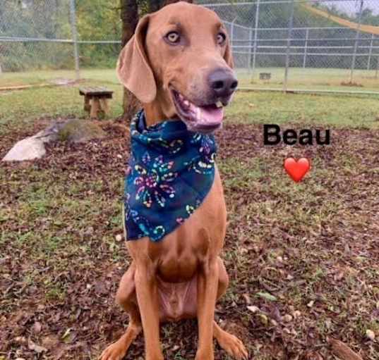 Photo of Beau