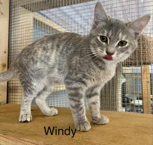 Photo of Windy