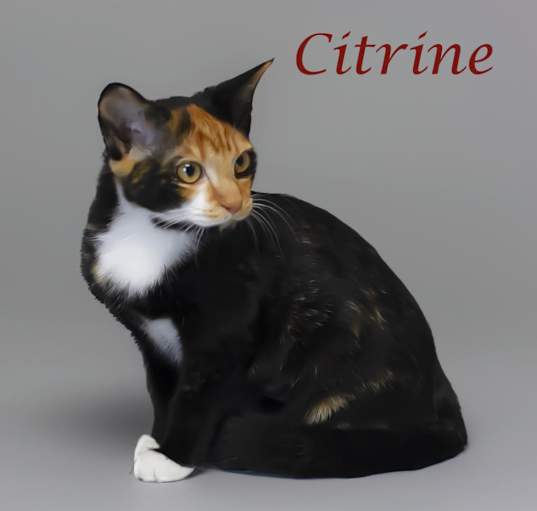 Photo of Citrine C24-240