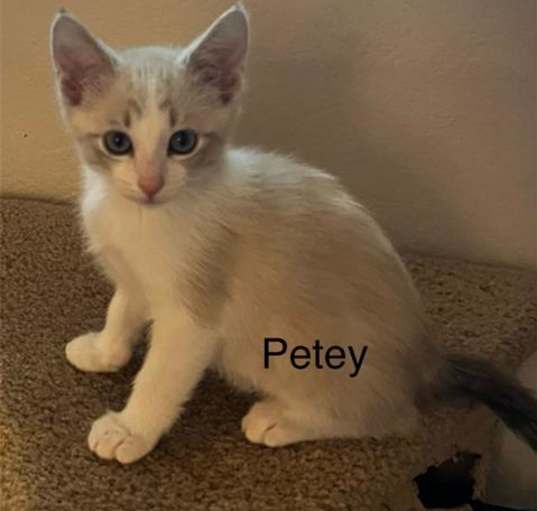 Photo of PETEY