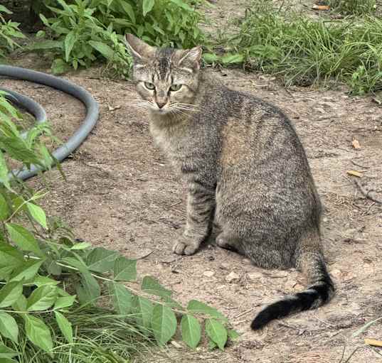 Photo of Honey
