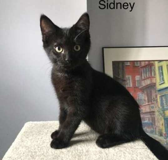 Photo of Sidney