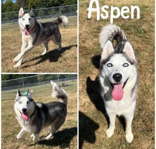 Photo of Aspen