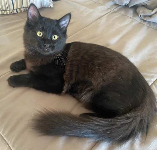 Photo of Cupcake