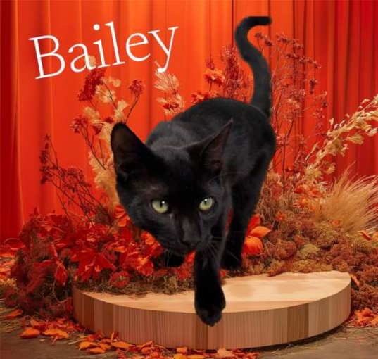 Photo of *BAILEY