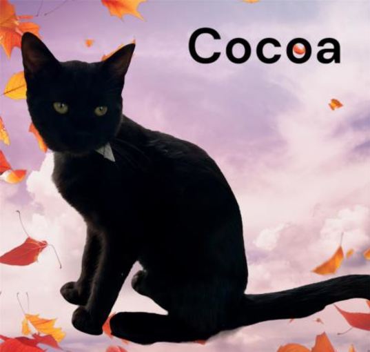 Photo of *COCOA