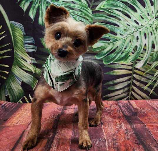 Photo of Bruno