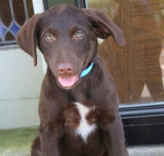 Photo of PUPPY MARSHALL