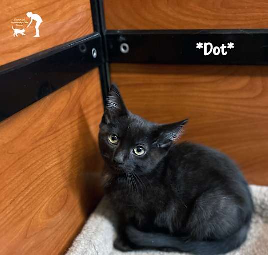 Photo of Dot