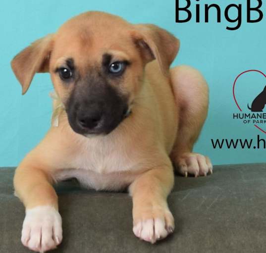 Photo of BingBong