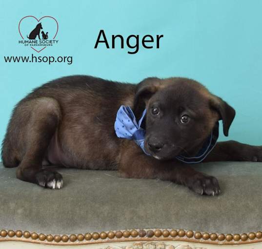 Photo of Anger