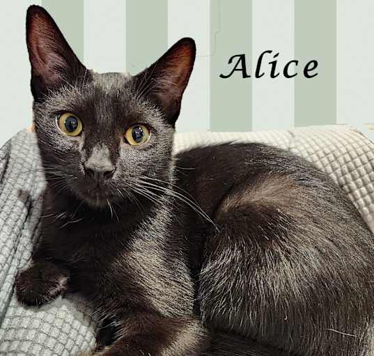 Photo of ALICE