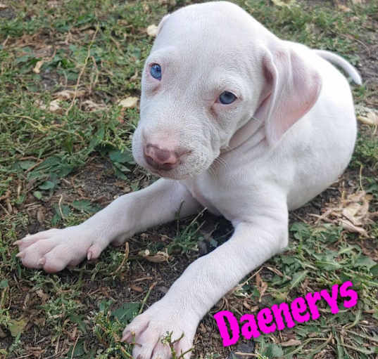 Photo of Daenerys