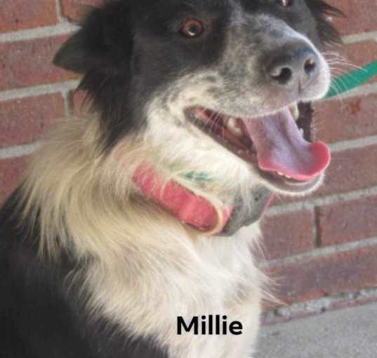 Photo of Millie