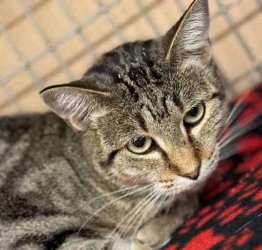 Photo of Pepper