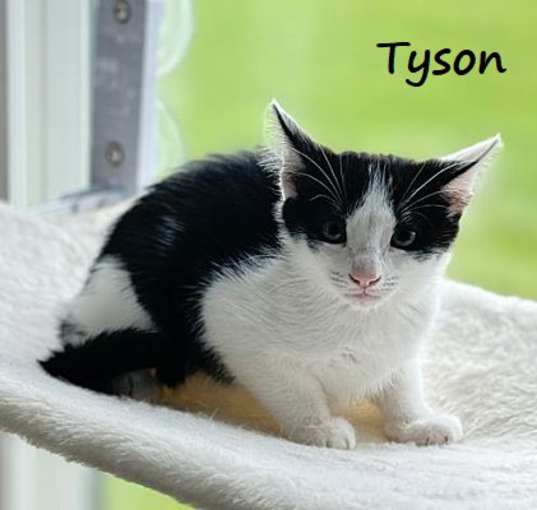 Photo of Tyson #after-five-jetset