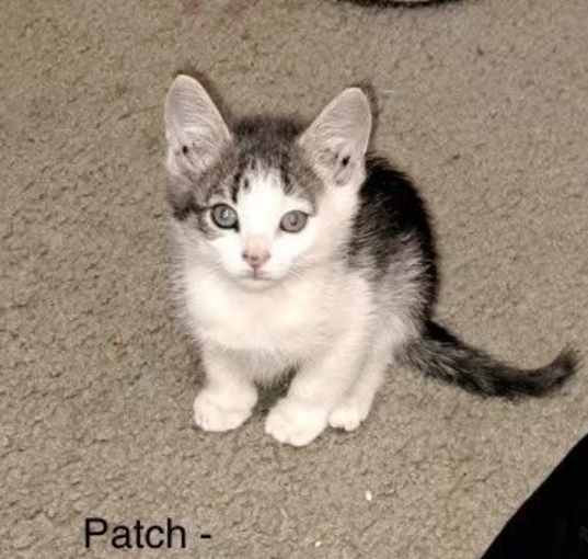 Photo of Patch