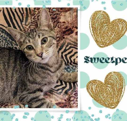 Photo of Sweetpea