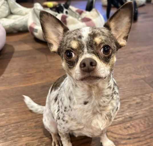 Photo of Dougie