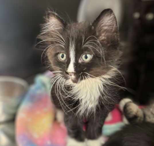 Photo of Badger - At Petco