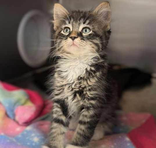 Photo of Rocket - At Petco