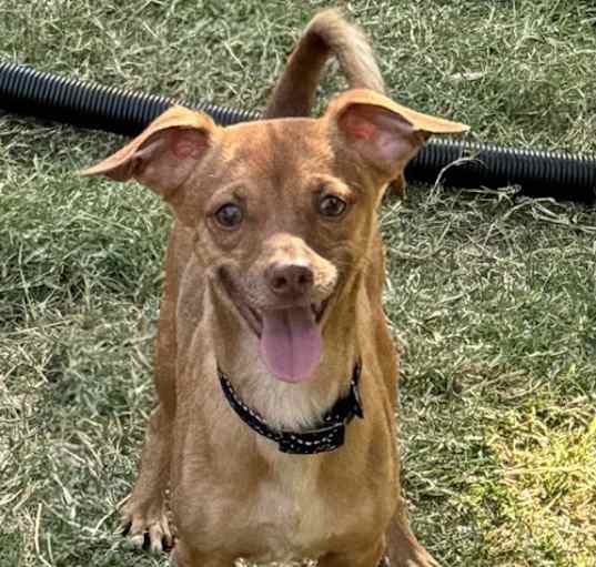 Photo of Cheech