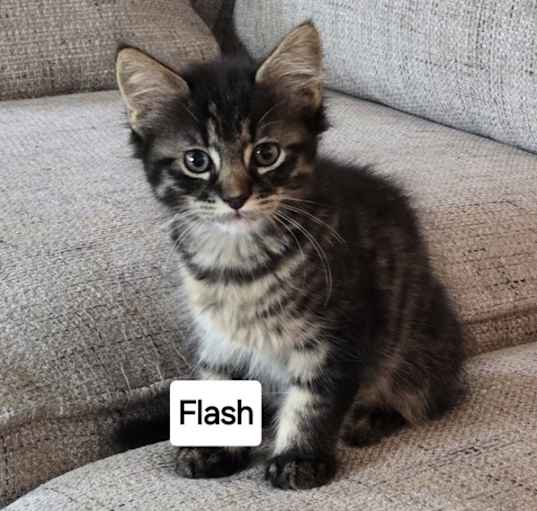 Photo of Flash