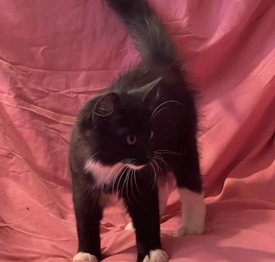 Photo of Ace