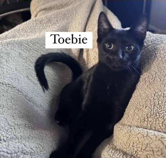 Photo of Toebie