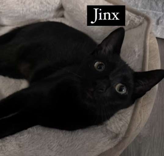 Photo of Jinx