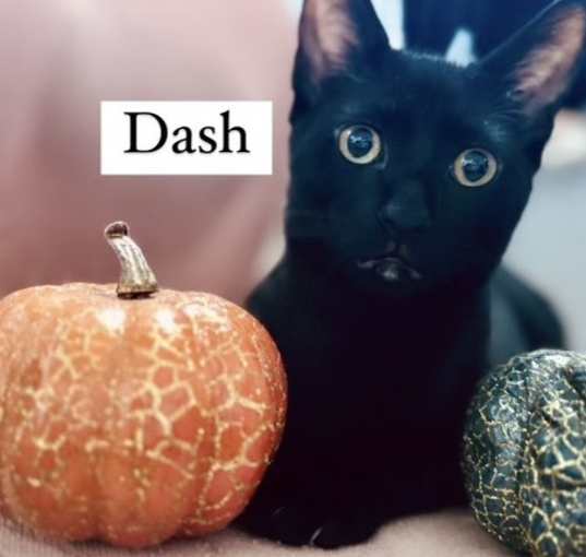 Photo of Dash