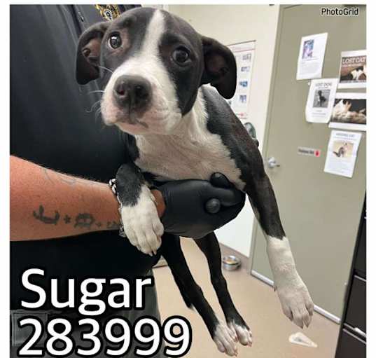 Photo of SUGAR