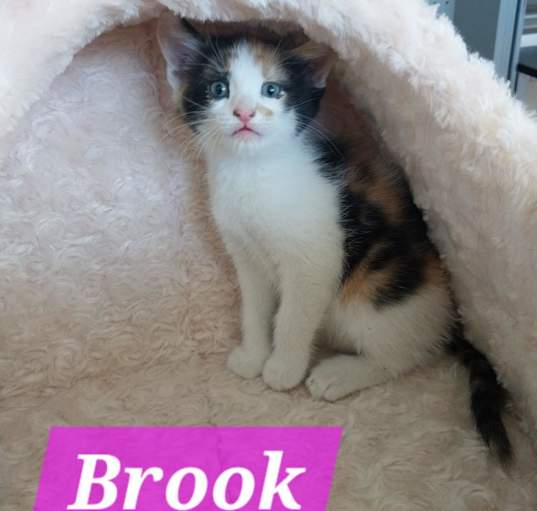 Photo of Brook