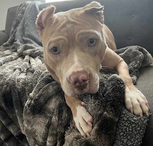 Photo of Willow