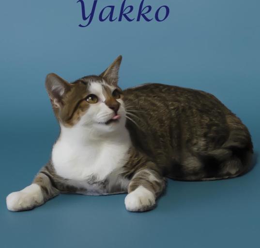 Photo of Yakko C24-251