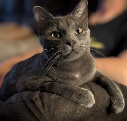 Photo of Romeo