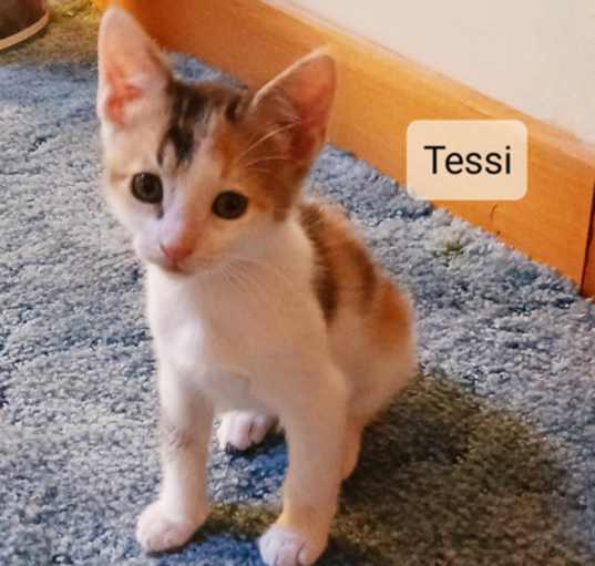 Photo of Tessie