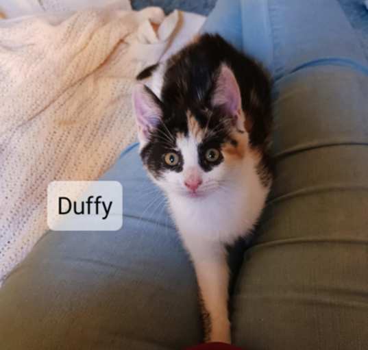 Photo of Duffy